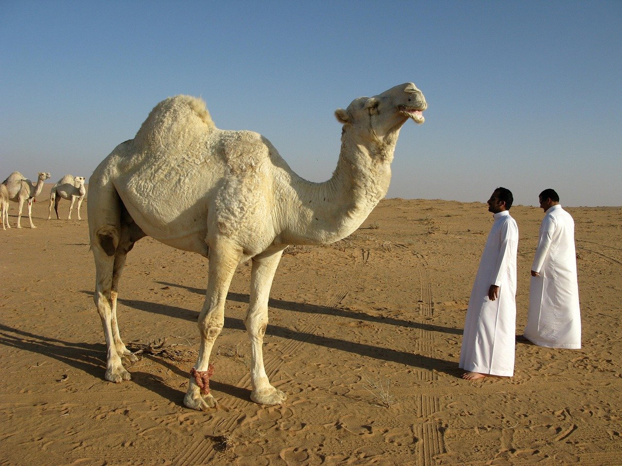 Saudi Arabia, UAE, and Qatar: the threats to national security