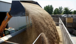 Wheat grain pouring from a loader into a storage bay at a grain handling facility